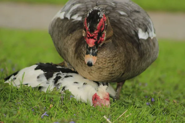 Patos musgosos acasalando em um parque local no Canadá, estes são frequentemente comprados como patos de fazenda — Fotografia de Stock