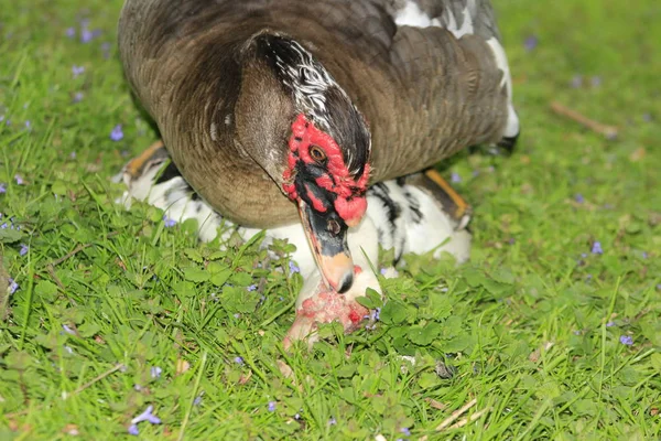 Patos musgosos acasalando em um parque local no Canadá, estes são frequentemente comprados como patos de fazenda — Fotografia de Stock