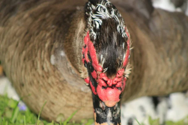 Patos musgosos acasalando em um parque local no Canadá, estes são frequentemente comprados como patos de fazenda — Fotografia de Stock