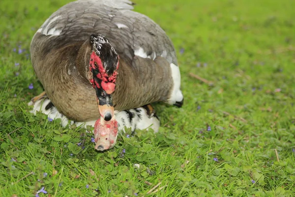 Patos musgosos acasalando em um parque local no Canadá, estes são frequentemente comprados como patos de fazenda — Fotografia de Stock