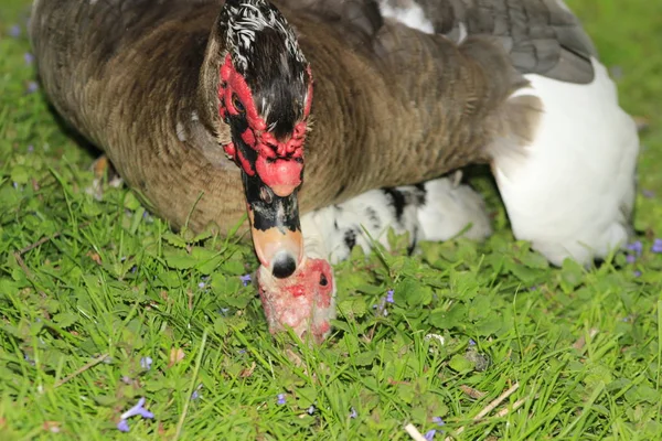 Patos musgosos acasalando em um parque local no Canadá, estes são frequentemente comprados como patos de fazenda — Fotografia de Stock