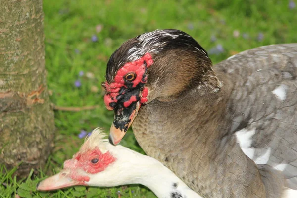 Patos musgosos acasalando em um parque local no Canadá, estes são frequentemente comprados como patos de fazenda — Fotografia de Stock