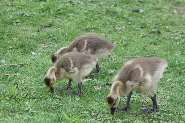 Flera baby gäss eller gässlingar bete i gräset — Stockfoto