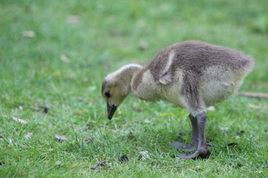 Kanada Kazı Branta canadensis yeni doğan kız yeşil çayır, Londra, İngiltere