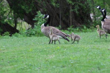 Kanada kaz civciv ile