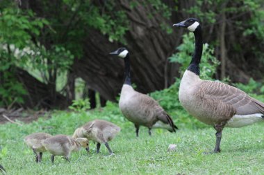 Kanada kaz civciv ile