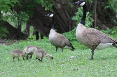 Kanada kaz civciv ile