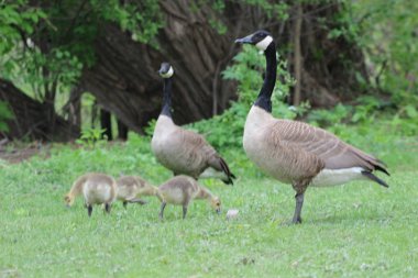 Kanada kaz civciv ile