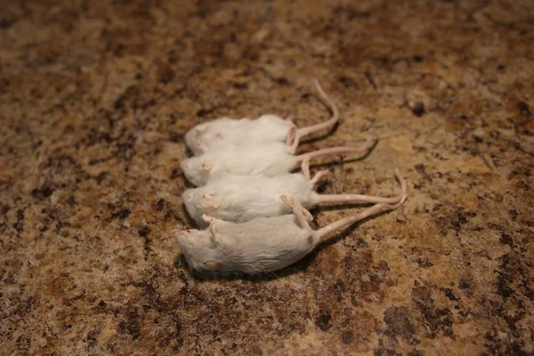 Junge gefrorene Mäuse, um eine Schlange oder Eidechse zu füttern — Stockfoto
