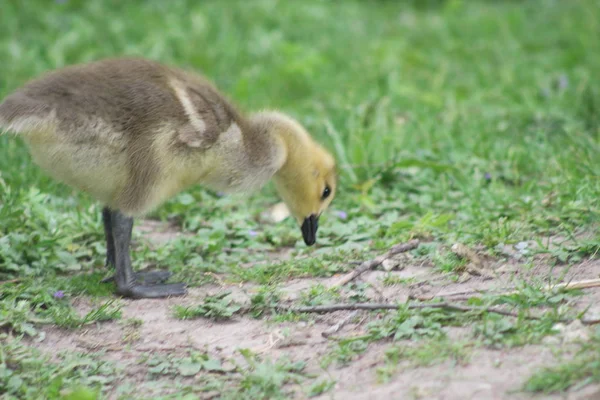 Canada Goose Branta canfsis is new born chick on a green meadow, London Ontario, Canada — стоковое фото