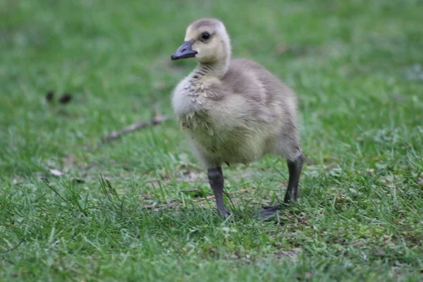 녹색 초원, 런던 온타리오, 캐나다에서 캐나다 거 위 Branta 카 나 덴 시스 새로 태어난된 여자 — 스톡 사진