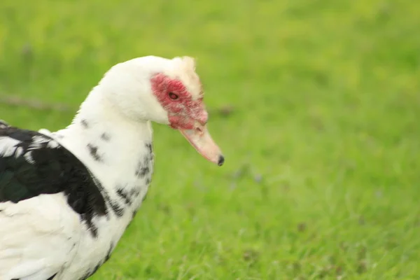 Muscovy ducks mating at a local park in Canada, these are often bought as farm ducks — Stock Photo, Image