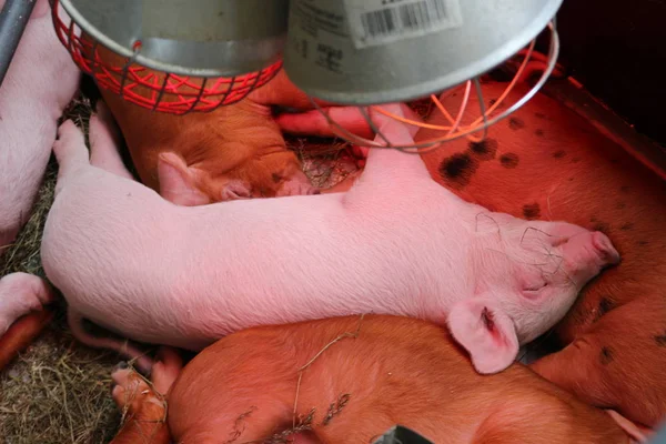 Young pigs sleeping in the barn