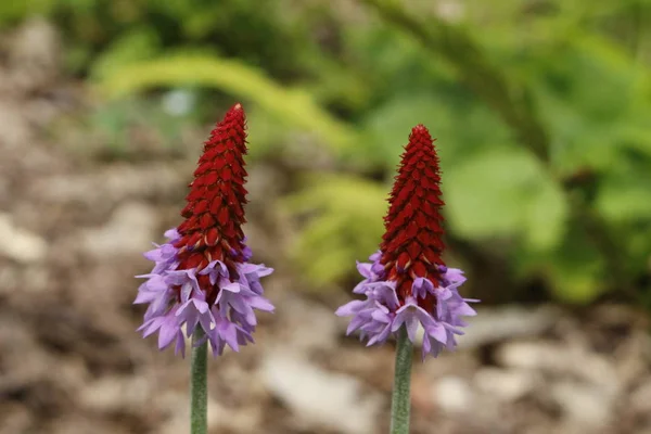 Орхидея Primrose - Primula Vialii в саду — стоковое фото