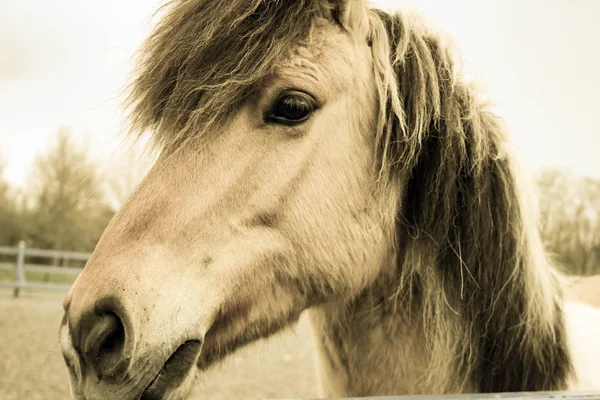 Adorable caballo peludo islandés —  Fotos de Stock