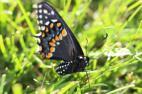 Siyah Swallowtail Kelebek Sarı Çiçekler Besleme Papilio Polyxenes Doğal Yeşil — Stok fotoğraf
