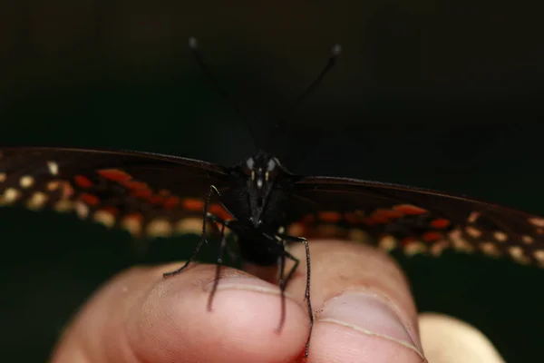 Palamedes swallowtail kelebek Kanada'da fotoğraflandı. hayat bu güzel kelebeği ile parmak uçları üzerinde — Stok fotoğraf