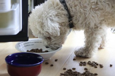 Schnauzer köpek yavrusu köpek maması ile