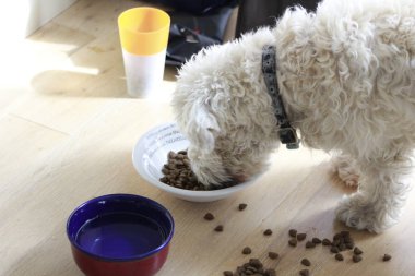 Schnauzer köpek yavrusu köpek maması ile