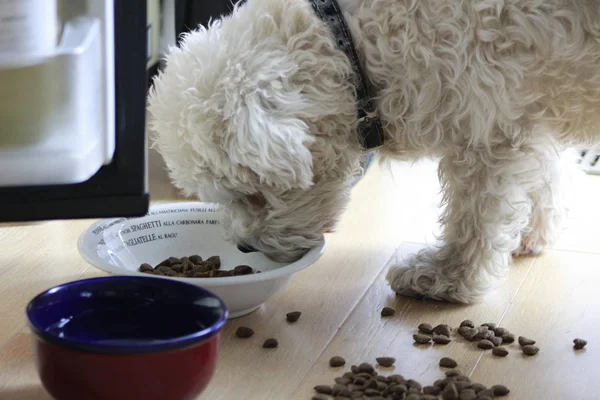Schnauzer köpek yavrusu köpek maması ile
