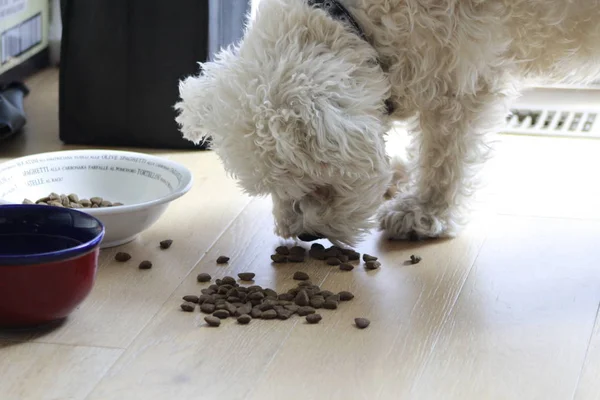 Schnauzer köpek yavrusu köpek maması ile