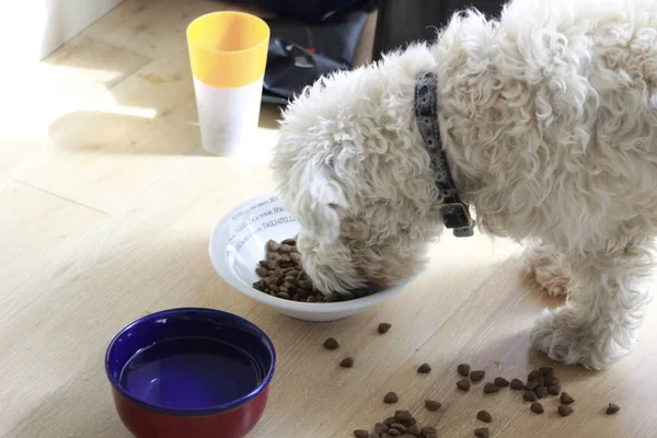 Schnauzer köpek yavrusu köpek maması ile