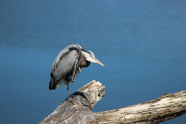 Portrét Ardea herodias plameňák růžový — Stock fotografie