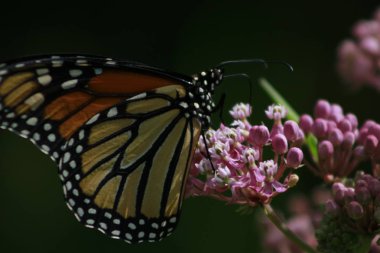 Monarch Kelebek ipekotu grand Bend Ontario beslenirler