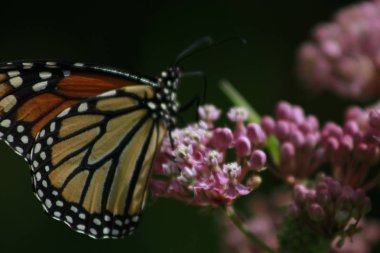 Monarch Kelebek ipekotu grand Bend Ontario beslenirler