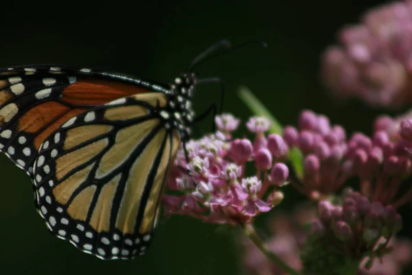 Monarch butterfly feeding on milkweed in gRAND BEND ONTARIO — Stock Photo, Image