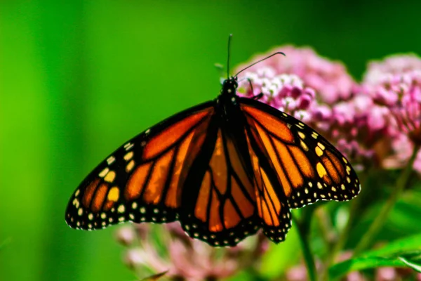 Monarch Kelebek çiçek yüksek karşıtlık üzerinde — Stok fotoğraf