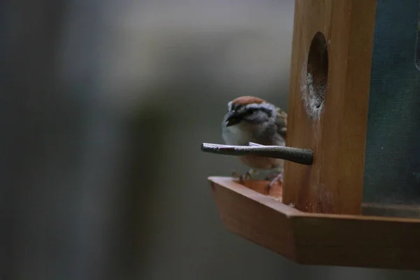 Vrabie casa cu pelete suet în factură pe alimentator de păsări. Passer domesticus — Fotografie, imagine de stoc