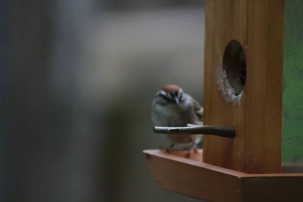 Vrabie casa cu pelete suet în factură pe alimentator de păsări. Passer domesticus — Fotografie, imagine de stoc