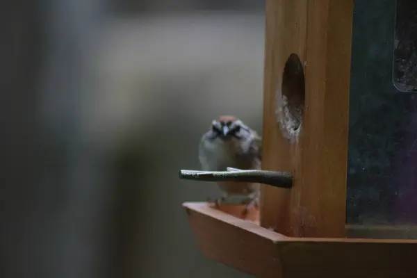 Vrabie casa cu pelete suet în factură pe alimentator de păsări. Passer domesticus — Fotografie, imagine de stoc