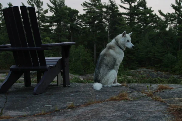 Χαριτωμένο σιβεριανό husky κάθεται έξω δίπλα cottage καρέκλες με θέα λίμνη huron — Φωτογραφία Αρχείου