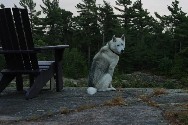 Lindo Husky Siberiano Está Sentado Casa Campo Disfrutando Las Escenas —  Fotos de Stock