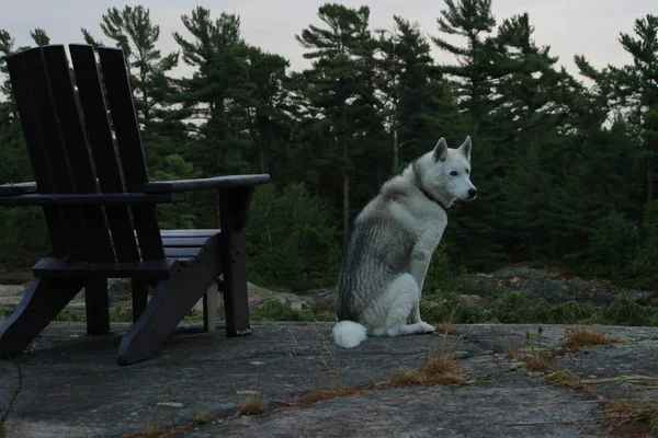 Cute siberian husky is sitting outside beside cottage chairs overlooking lake huron — Stock Photo, Image