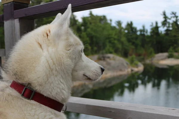 Perro husky siberiano sentado cerca del lago al atardecer —  Fotos de Stock