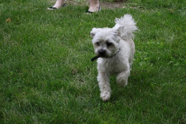 Açık havada çok tüylü ve pis arıyorum Shorkie köpek yavrusu