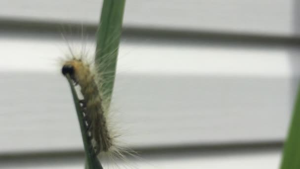 American Dagger Moth Caterpillar comiendo hojas en un día ventoso en ontario — Vídeos de Stock