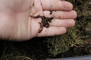 Toprak solucanları kırmızı başlamıştı olarak bilinen bir elini adamın. Bu solucan kompost organik atık ve yem için kullanılan