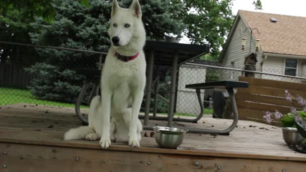 Film z siberian husky siedzący na pokładzie rodzajowy podwórku patrząc magestic i spokoju — Wideo stockowe