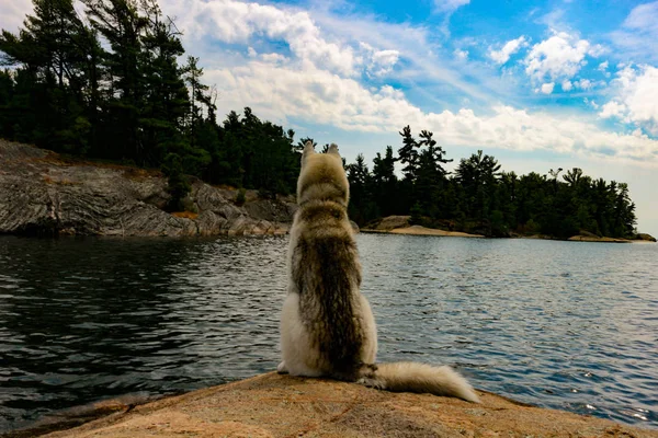 Husky siberiano en las orillas del lago mirando muy majestuoso —  Fotos de Stock