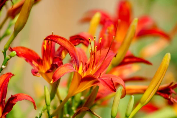Orange lilia kwiaty krzak zbliżyć piękny kontrast — Zdjęcie stockowe