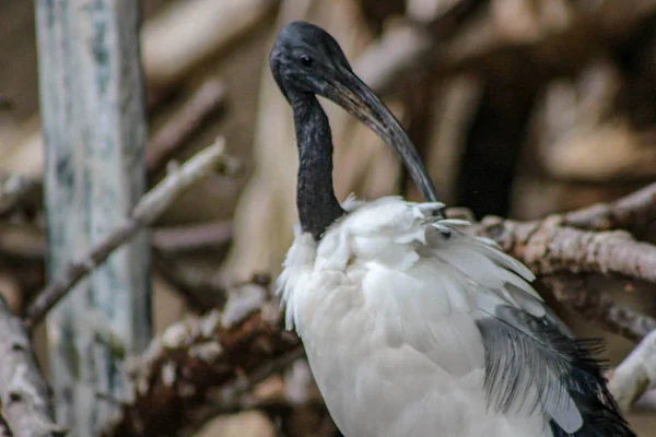 Australský bílá Ibis krásné izolované fotografie — Stock fotografie