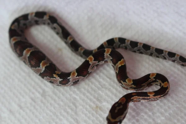 Snake Python Other Very Beautiful — Stock Photo, Image