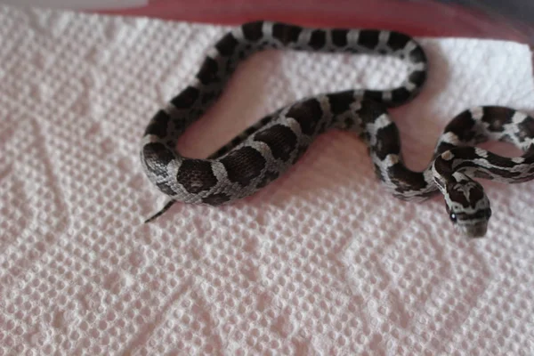 Serpiente Sobre Fondo Negro —  Fotos de Stock