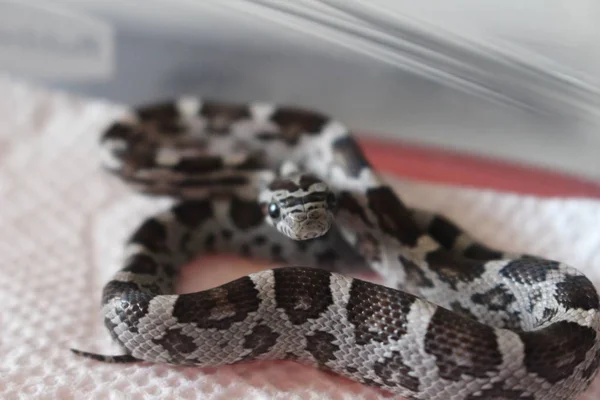 Snake Reptile Animal Wildlife Fauna Mammal Predator Python Black White —  Fotos de Stock