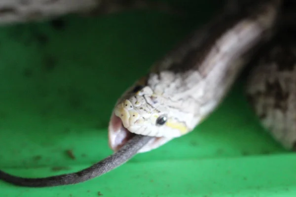 Primer Plano Una Serpiente — Foto de Stock