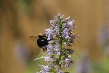 meyankökü nane bitki tozlaşmayı bal arısı. Meyankökü nane tıbbi ve diğer çaylar için kullanılır..